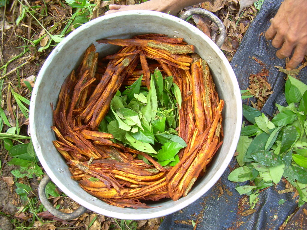 cocinando la ayahuasca